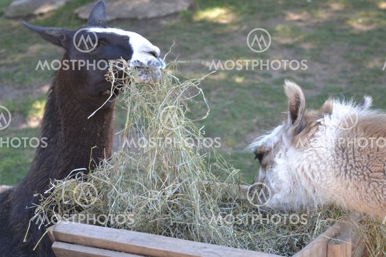 Image result for llamas eating