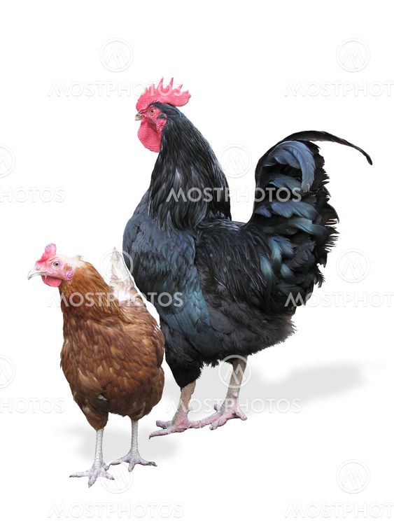 rooster with the hen