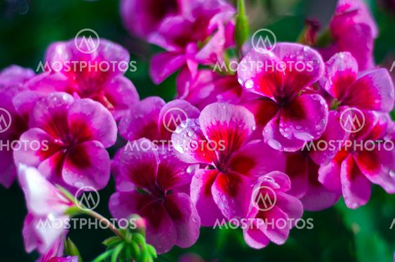 Pelargonen and energy droplets