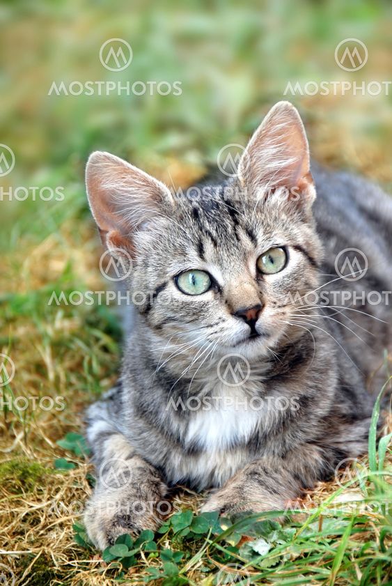 Ligger grå kat