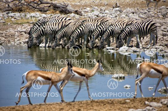 zebra drinking water at okaukuejo national park namibia africa