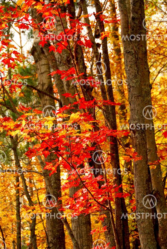 Fall forest background