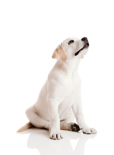 Labrador Retriever puppy