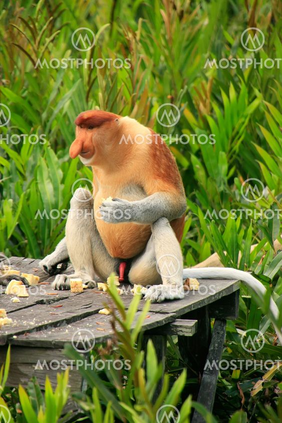 Proboscis monkey sitting on a feeding platform, Borneo, Malaysia