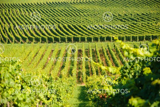 Green vineyards