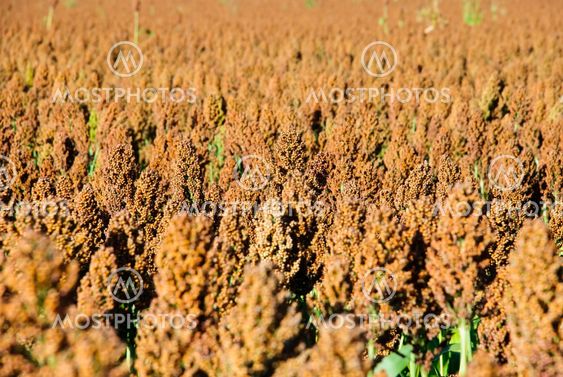 Sorghum field