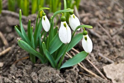 White snowdrop flowers (Galanthus nivalis) on early spring