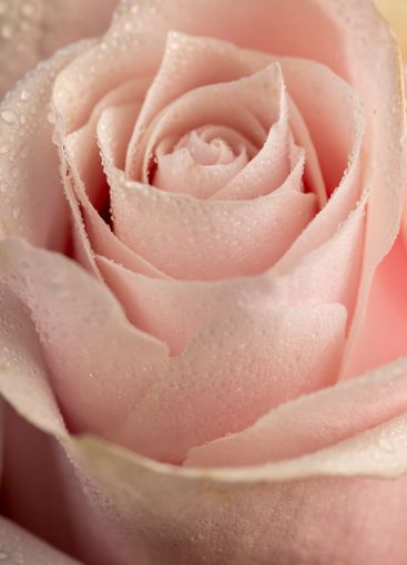 bouquet of roses of different colors close-up