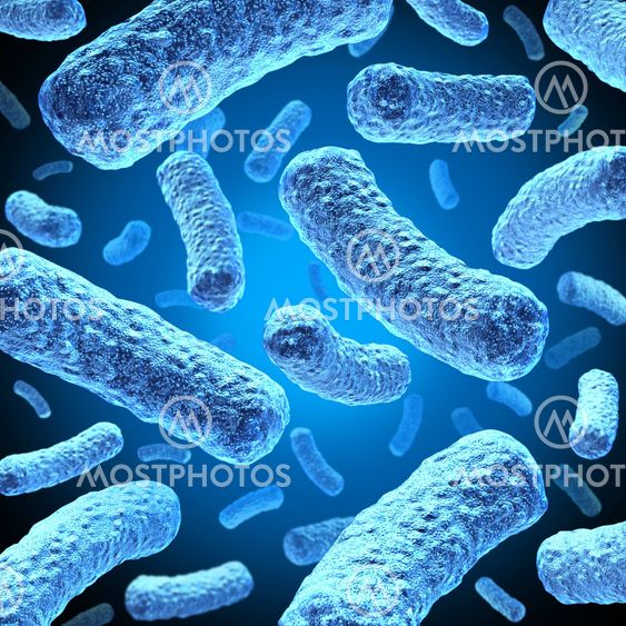 Bacteria