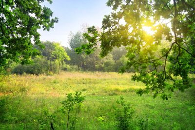Clearing in the forest