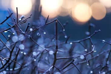 Tree branches with water drops