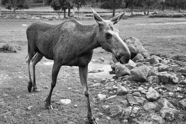 Moose, in black and white, on a meadow in Scandinavia....