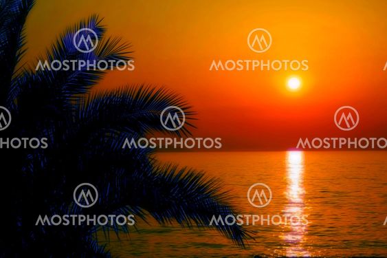 palm sunset