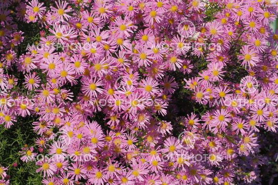 Blooming Asters