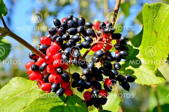 Wood berries