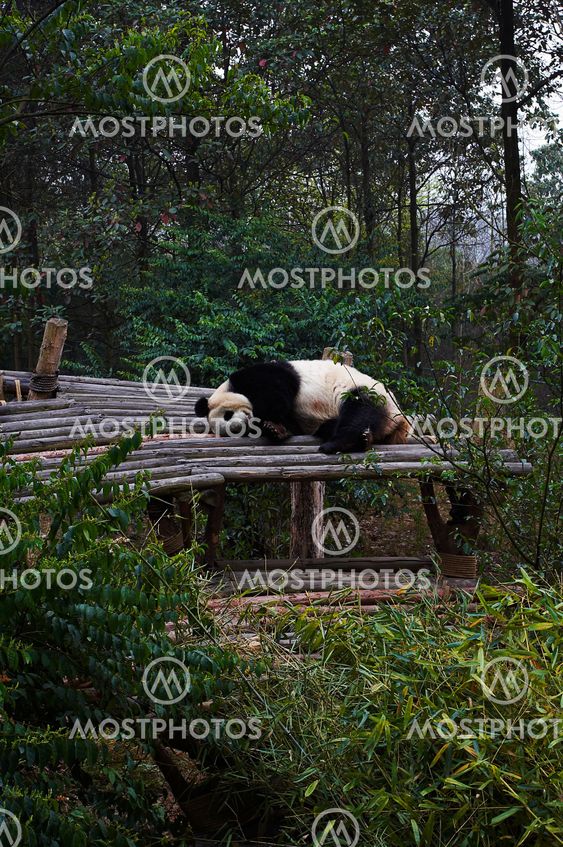 Giant panda bear