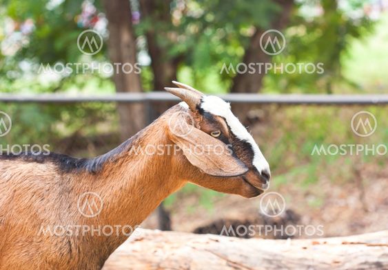 Close up goat in the farm