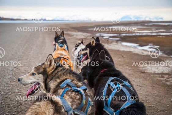 Sled dogs waiting to pull the sled