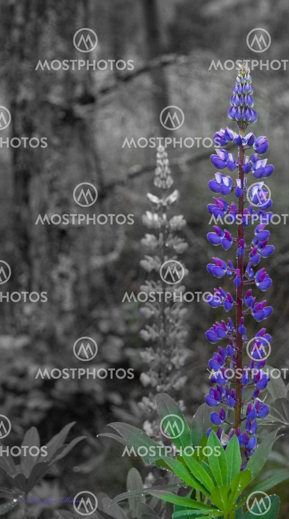 Lupines