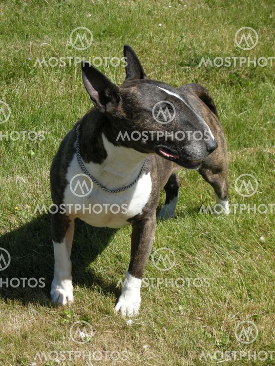 Standing Bull Terrier in profile