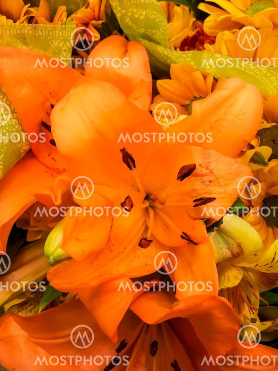 Lilies
