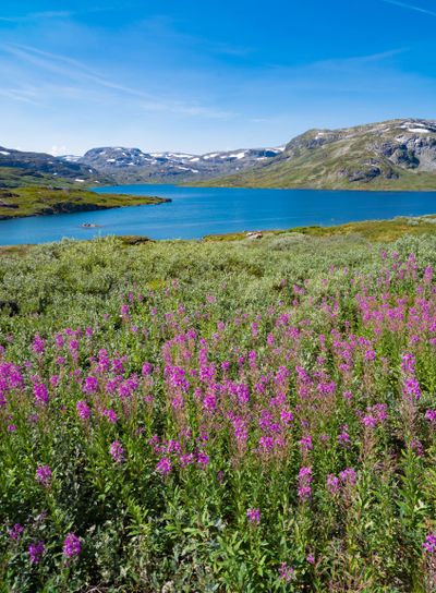 purple fireweed flowers