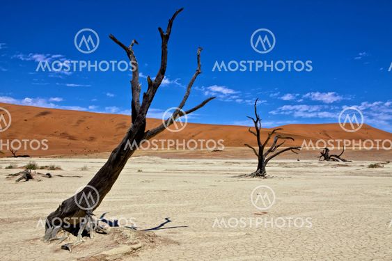 dead trees in front of a orange dune in deadvlei namib naukluft desert