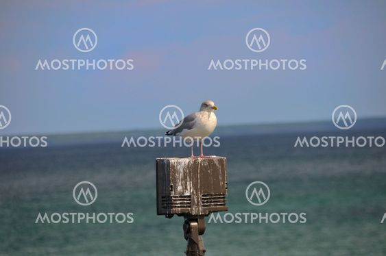 Seagull on PA Speaker
