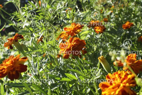 Sunny marigold