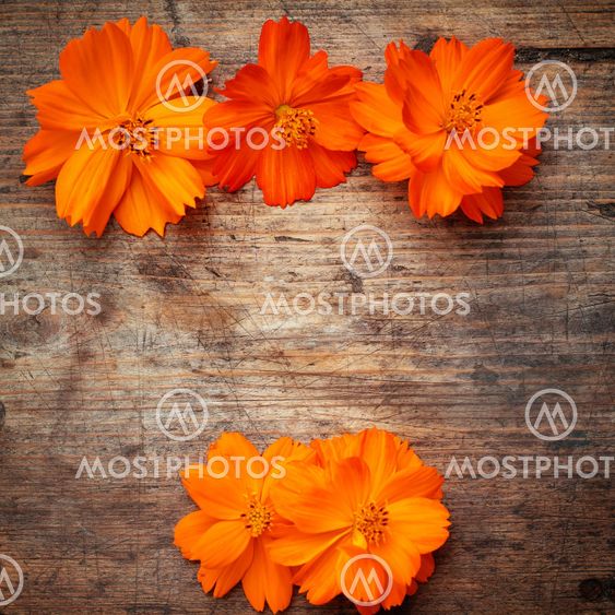 Orange flowers on wooden background