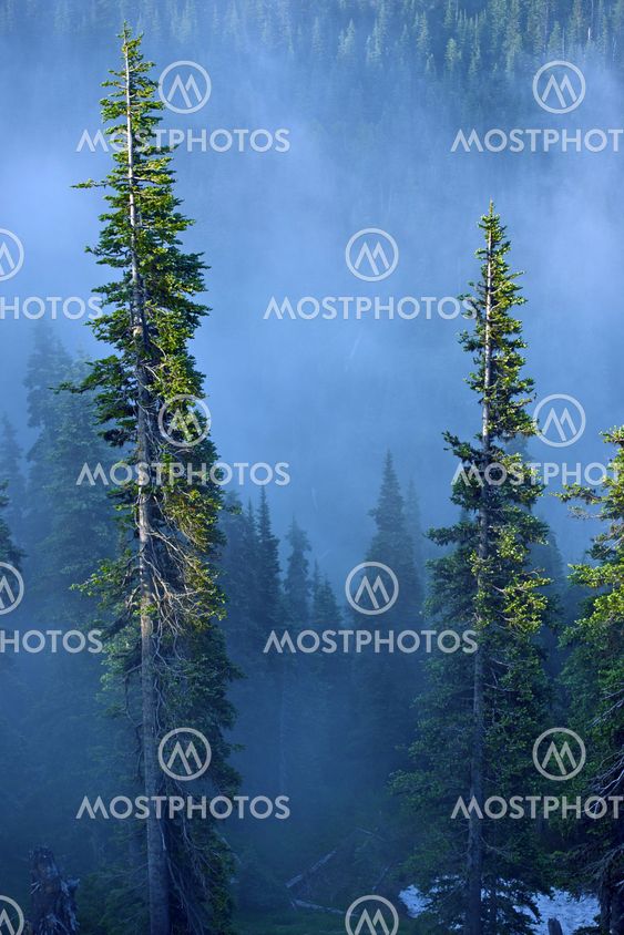 Fog in Forest