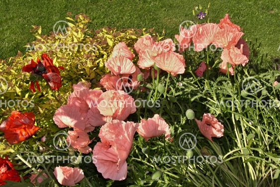 Rose and red weed