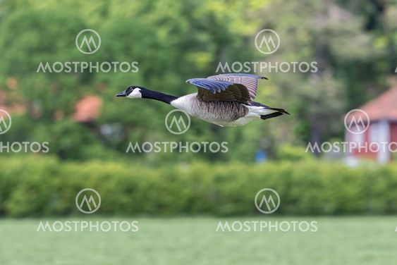 Canada Goose flying over farmland in side view