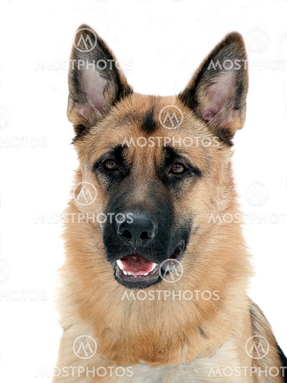Portrait of a German Shepherd from the front