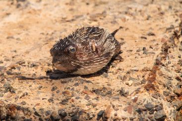 Dead fish on the seashore. Selective focus.