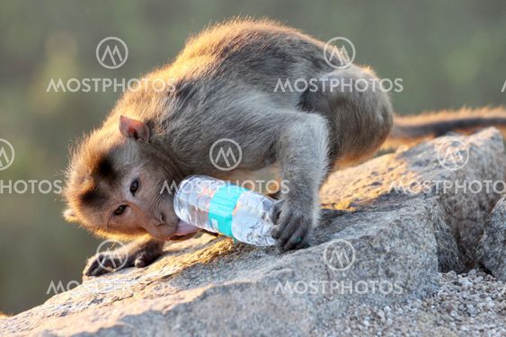 Monkey drinks water from the bottle