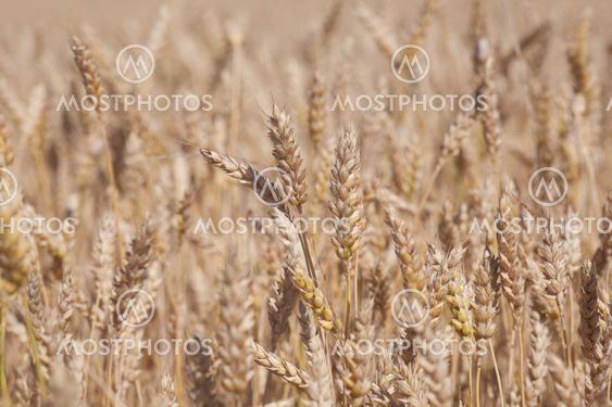 Wheat field, Burgos, Spain