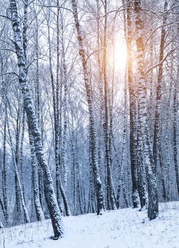 Birch grove after a snowfall on a winter. Sunlight...