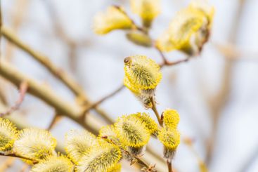 Nature awakes in spring. Blooming willow twigs and furry...