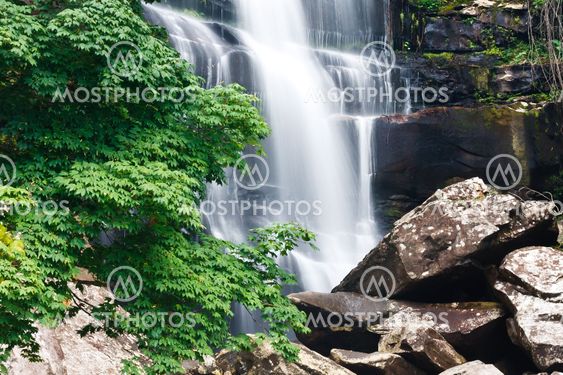 Beautiful waterfall and green maple tree