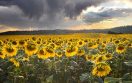 sunflower field