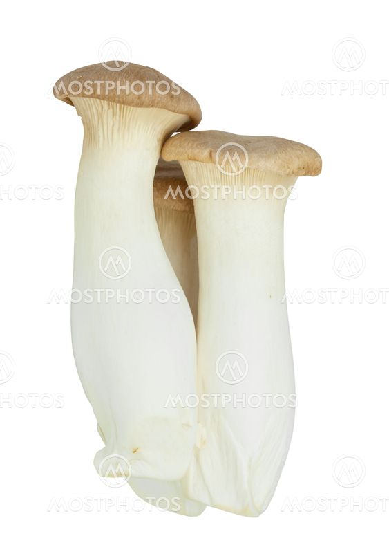 Mushroom names Eringii