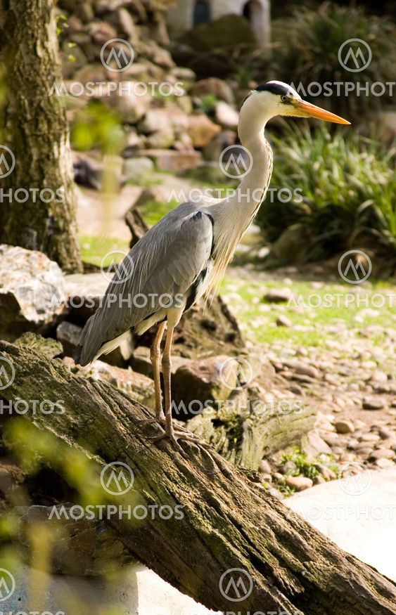 Grey heron. Park Avifauna, the Netherlands
