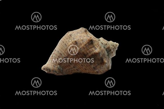 Bowl of a snail on a black background