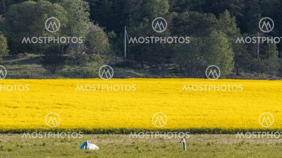 Rapeseed field and a couple of swans hiding in the grass