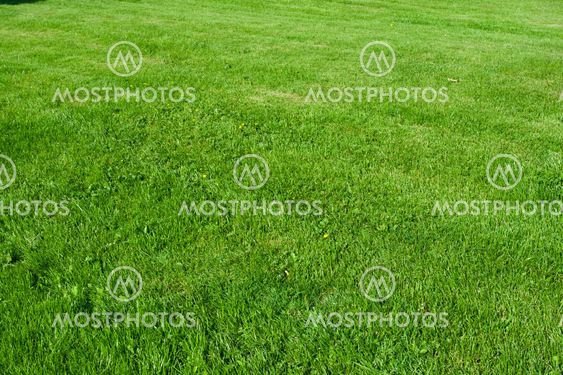 Green grass