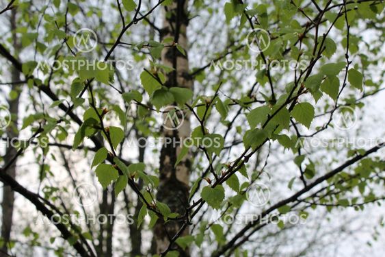 Birch leaves after rain, spring