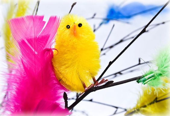 birch twigs with coloured feathers