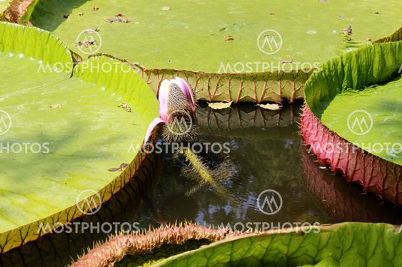 lotus