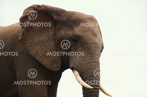 large elephant in profile